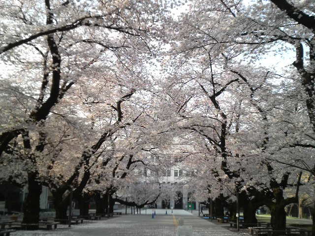 20090405-hanami.jpg